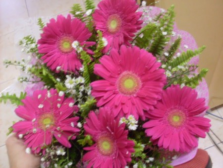 Gerberas